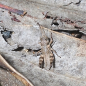 Brachyexarna lobipennis at Stromlo, ACT - 15 Oct 2023 03:38 PM