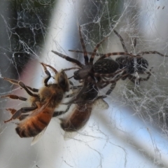 Badumna insignis (Black House Spider) at Chisholm, ACT - 16 Oct 2023 by RodDeb