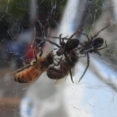 Badumna insignis at Chisholm, ACT - 16 Oct 2023