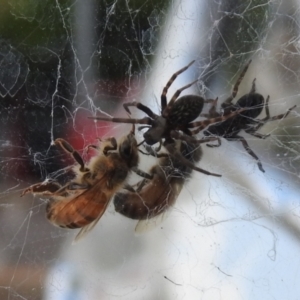 Badumna insignis at Chisholm, ACT - 16 Oct 2023