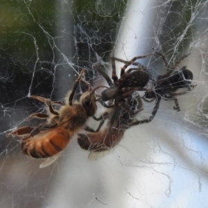 Badumna insignis at Chisholm, ACT - 16 Oct 2023