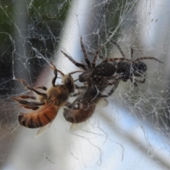 Badumna insignis at Chisholm, ACT - 16 Oct 2023 02:27 PM