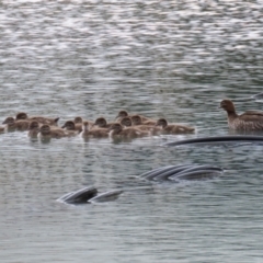 Chenonetta jubata (Australian Wood Duck) at Symonston, ACT - 15 Oct 2023 by RodDeb