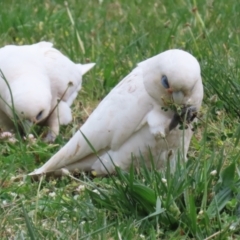 Cacatua sanguinea (Little Corella) at Symonston, ACT - 15 Oct 2023 by RodDeb