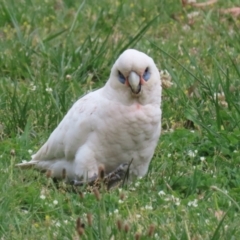 Cacatua sanguinea at Symonston, ACT - 15 Oct 2023 01:29 PM