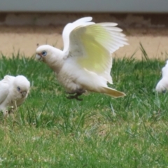 Cacatua sanguinea at Symonston, ACT - 15 Oct 2023 01:29 PM