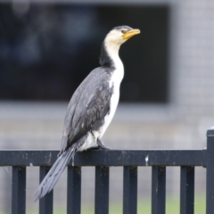 Microcarbo melanoleucos (Little Pied Cormorant) at Symonston, ACT - 15 Oct 2023 by RodDeb