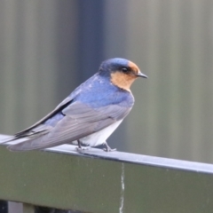 Hirundo neoxena (Welcome Swallow) at Symonston, ACT - 15 Oct 2023 by RodDeb