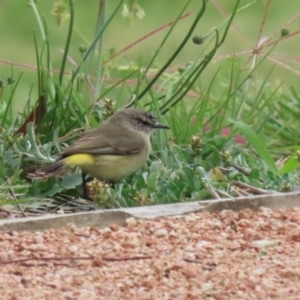 Acanthiza chrysorrhoa at Symonston, ACT - 15 Oct 2023