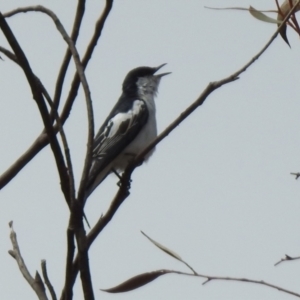 Lalage tricolor at Greenway, ACT - 16 Oct 2023 01:12 PM