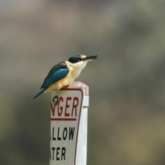 Todiramphus sanctus at Greenway, ACT - 16 Oct 2023