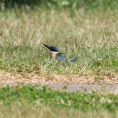 Todiramphus sanctus at Greenway, ACT - 16 Oct 2023