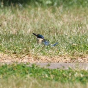 Todiramphus sanctus at Greenway, ACT - 16 Oct 2023