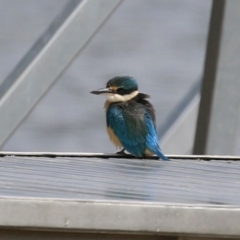 Todiramphus sanctus at Greenway, ACT - 16 Oct 2023