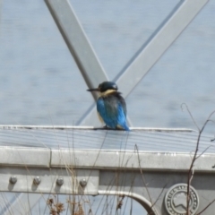 Todiramphus sanctus at Greenway, ACT - 16 Oct 2023