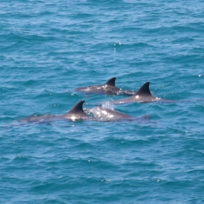 Tursiops truncatus (Bottlenose Dolphin) at Point Lookout, QLD - 11 Oct 2023 by TimL