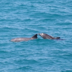 Tursiops truncatus (Bottlenose Dolphin) at Point Lookout, QLD - 11 Oct 2023 by TimL