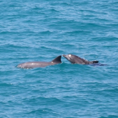 Tursiops truncatus (Bottlenose Dolphin) at Point Lookout, QLD - 11 Oct 2023 by TimL