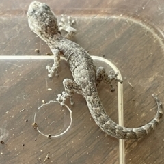 Christinus marmoratus (Southern Marbled Gecko) at Black Flat at Corrowong - 16 Oct 2023 by BlackFlat