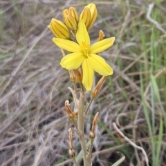 Bulbine bulbosa (Golden Lily) at Belconnen, ACT - 15 Oct 2023 by sangio7