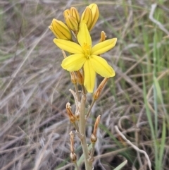 Bulbine bulbosa (Golden Lily, Bulbine Lily) at Belconnen, ACT - 15 Oct 2023 by sangio7