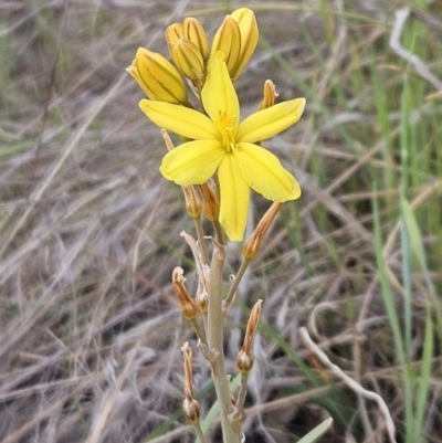 Bulbine bulbosa (Golden Lily) at Belconnen, ACT - 15 Oct 2023 by sangio7