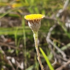 Leptorhynchos squamatus subsp. squamatus (Scaly Buttons) at The Pinnacle - 15 Oct 2023 by sangio7