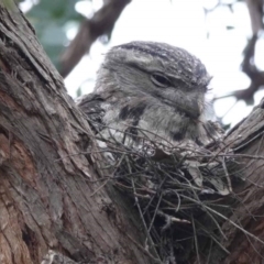 Podargus strigoides (Tawny Frogmouth) at Watson, ACT - 16 Oct 2023 by AniseStar