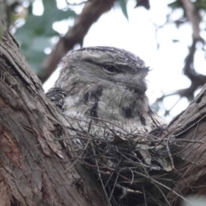 Podargus strigoides at Watson, ACT - 17 Oct 2023