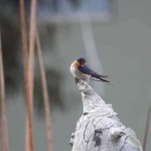 Hirundo neoxena at Watson, ACT - 17 Oct 2023 09:52 AM