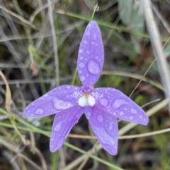 Glossodia major (Wax Lip Orchid) at Hackett, ACT - 17 Oct 2023 by Louisab