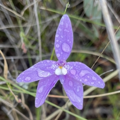 Glossodia major (Wax Lip Orchid) at Hackett, ACT - 16 Oct 2023 by Louisab