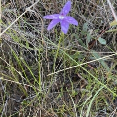 Glossodia major at Hackett, ACT - suppressed