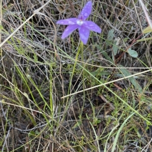 Glossodia major at Hackett, ACT - suppressed