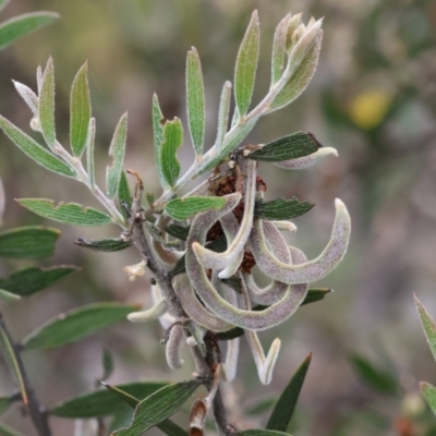Acacia lanigera var. lanigera (Woolly Wattle, Hairy Wattle) at Beechworth, VIC - 15 Oct 2023 by KylieWaldon