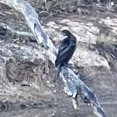 Phalacrocorax sulcirostris (Little Black Cormorant) at Mount Majura - 16 Oct 2023 by Louisab