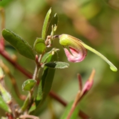 Grevillea arenaria subsp. arenaria (Nepean Spider Flower) at Wattle Ridge, NSW - 11 Oct 2023 by Curiosity