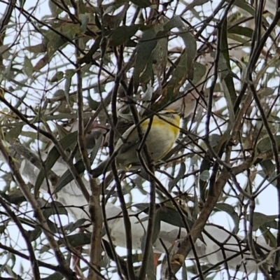 Pardalotus striatus (Striated Pardalote) at Carwoola, NSW - 16 Oct 2023 by Csteele4