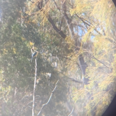 Todiramphus sanctus (Sacred Kingfisher) at Bruce, ACT - 16 Oct 2023 by JLolicato1