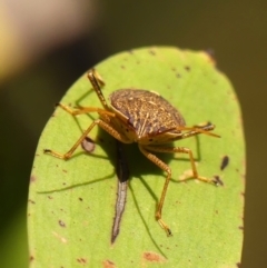 Poecilometis strigatus (Gum Tree Shield Bug) at Wattle Ridge, NSW - 11 Oct 2023 by Curiosity