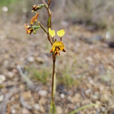 Diuris semilunulata (Late Leopard Orchid) at Carwoola, NSW - 16 Oct 2023 by Csteele4