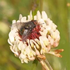 Calliphoridae (family) (Unidentified blowfly) at Turner, ACT - 14 Oct 2023 by ConBoekel