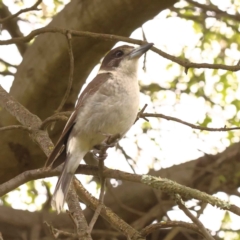 Cracticus torquatus (Grey Butcherbird) at City Renewal Authority Area - 15 Oct 2023 by ConBoekel