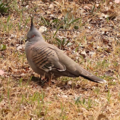 Ocyphaps lophotes (Crested Pigeon) at Turner, ACT - 15 Oct 2023 by ConBoekel