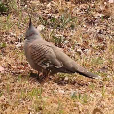 Ocyphaps lophotes (Crested Pigeon) at Sullivans Creek, Turner - 15 Oct 2023 by ConBoekel