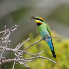 Merops ornatus (Rainbow Bee-eater) at Brunswick Heads, NSW - 13 Oct 2023 by macmad