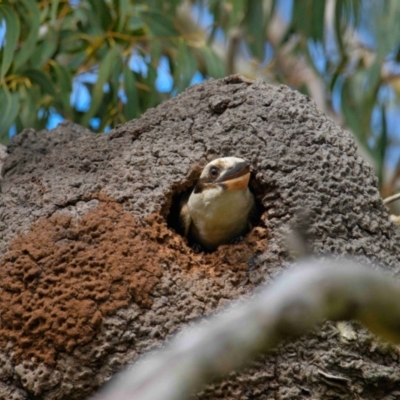 Dacelo novaeguineae (Laughing Kookaburra) at Brunswick Heads, NSW - 13 Oct 2023 by macmad