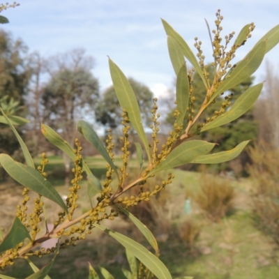 Acacia rubida (Red-stemmed Wattle, Red-leaved Wattle) at Richardson, ACT - 15 Jul 2023 by michaelb