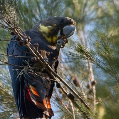 Calyptorhynchus lathami lathami (Glossy Black-Cockatoo) at Brunswick Heads, NSW - 13 Oct 2023 by macmad