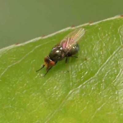 Unidentified True fly (Diptera) at Turner, ACT - 15 Oct 2023 by ConBoekel